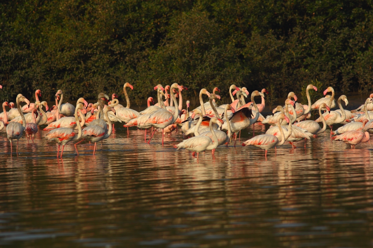 Flamingo & Bird Walk at NRI Pond