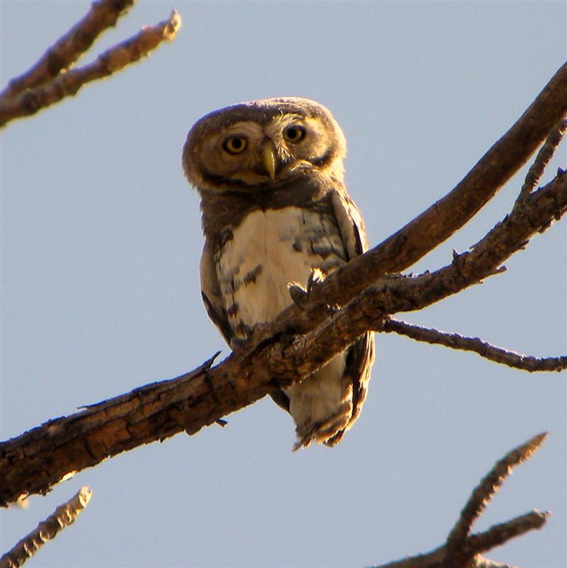 MELGHAT TIGER RESERVE