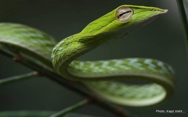 Matheran Herpetofauna Camp