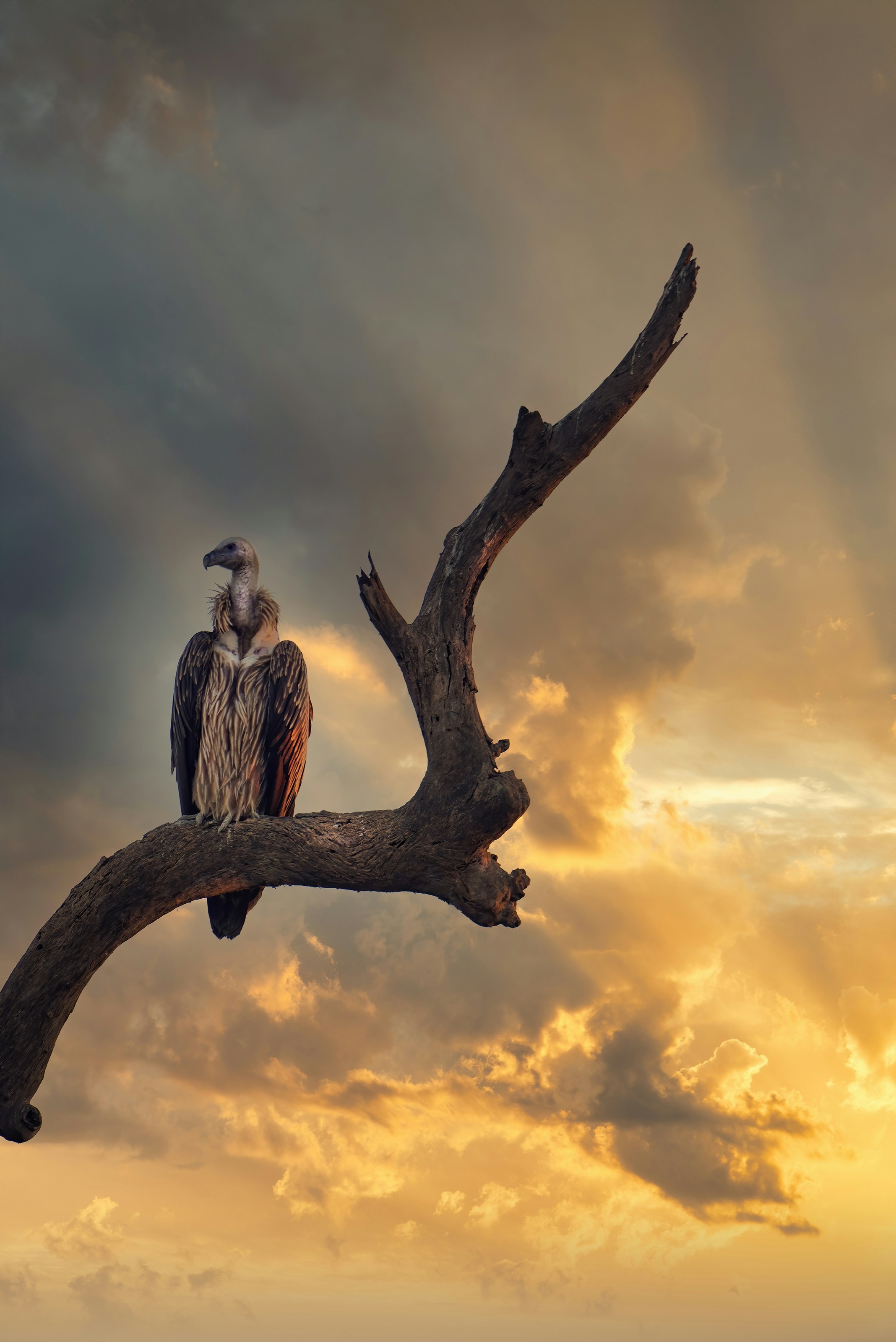 Gyps Vultures