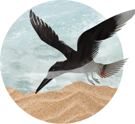 Bird in flight over coast