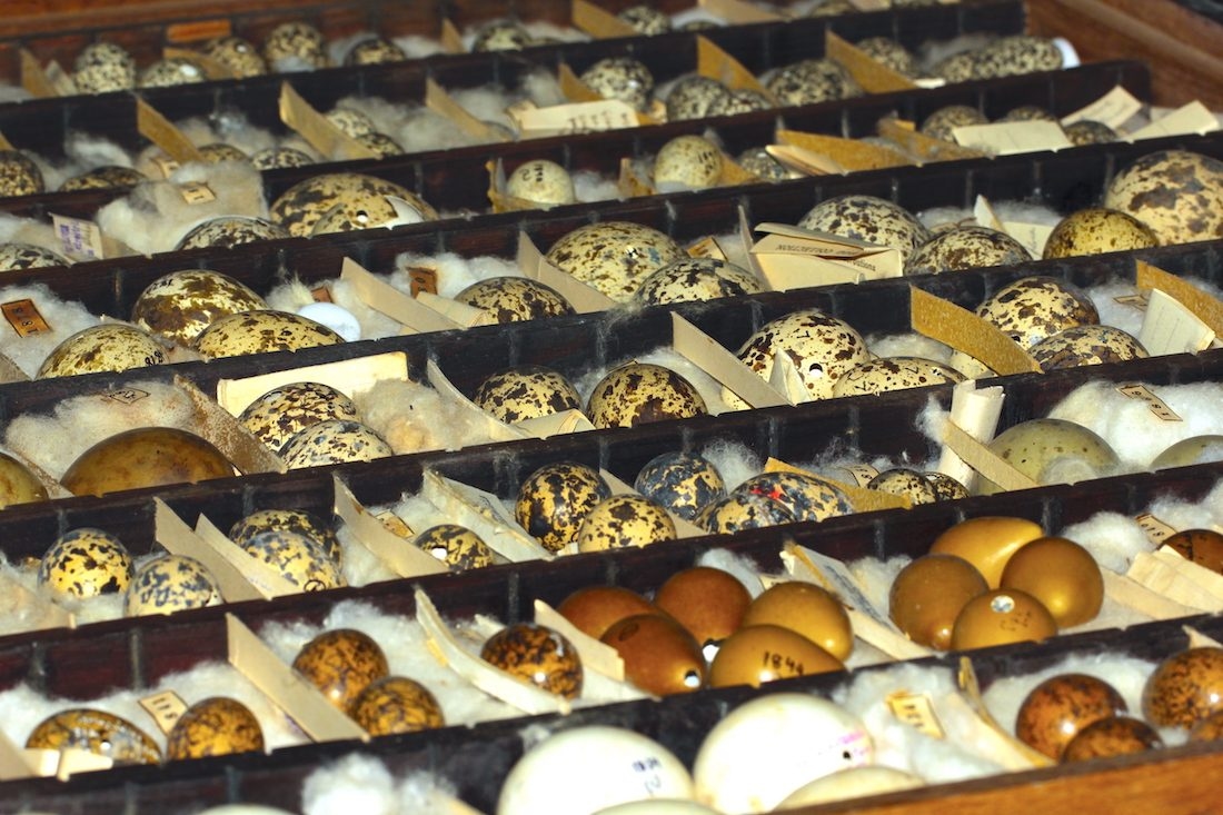 BNHS natural history collections specimens on display