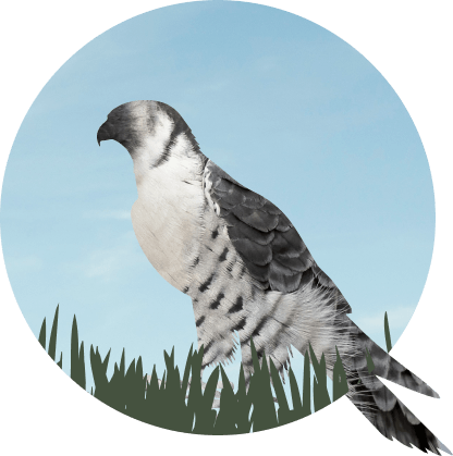 Bird of prey perched in grassland habitat