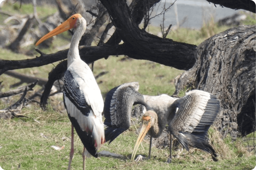 Basic Course in Ornithology