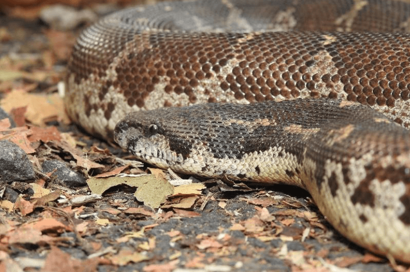 Basic Course in Herpetology