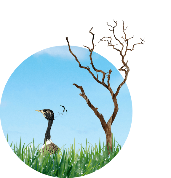 Great bustard in grass with tree branch