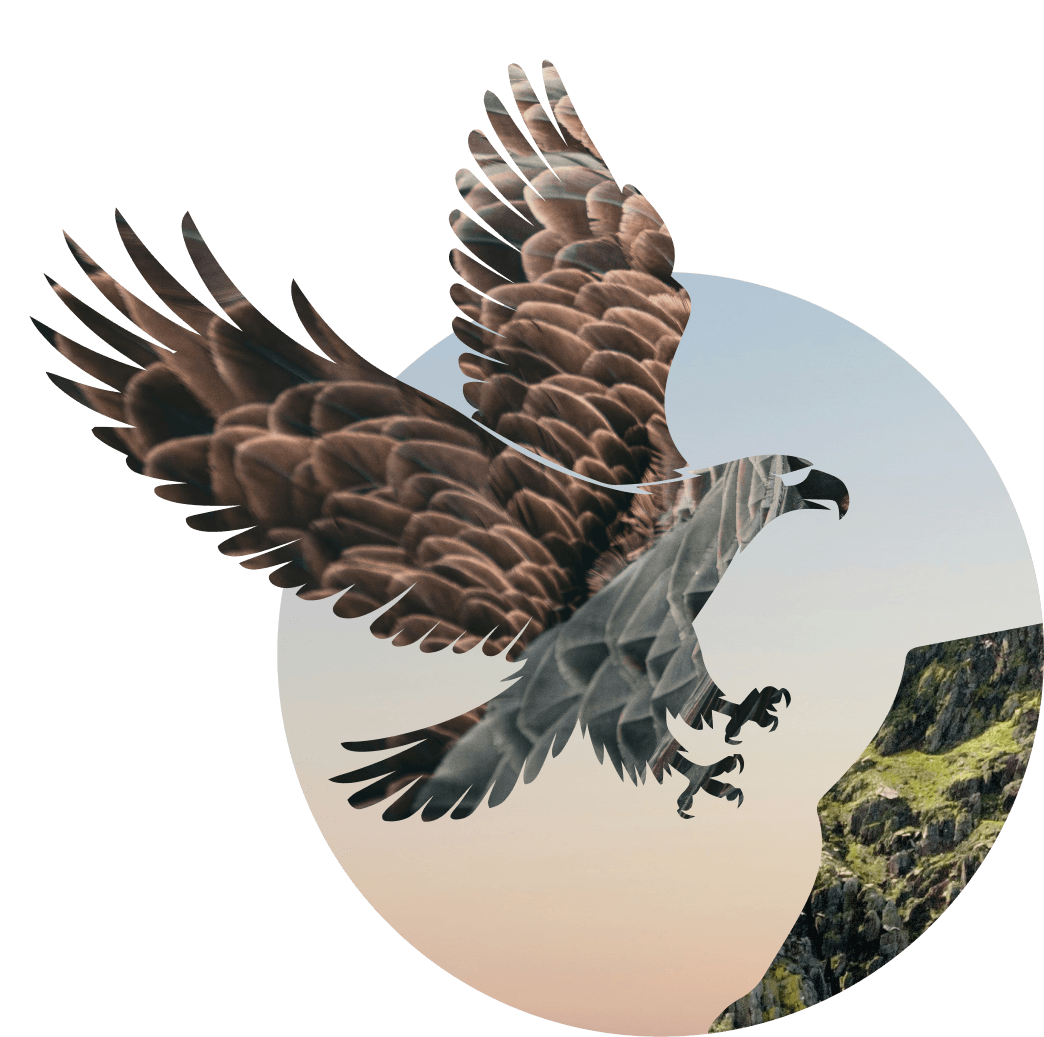 Eagle in flight over a mountain landscape, representing BNHS education programmes