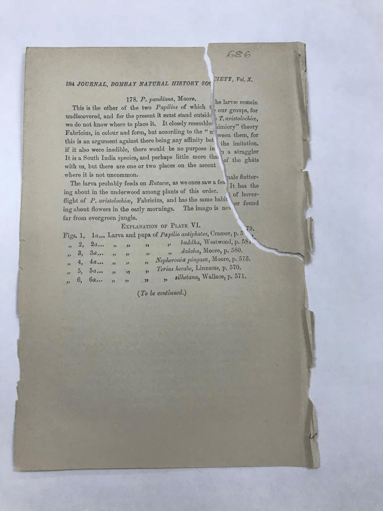 Book conservation thumbnail 2