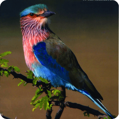Indian roller bird in flight
