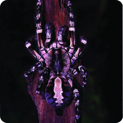 Purple and pink spider on a web