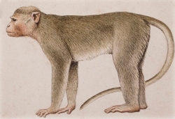 Bonnet Macaque full body portrait
