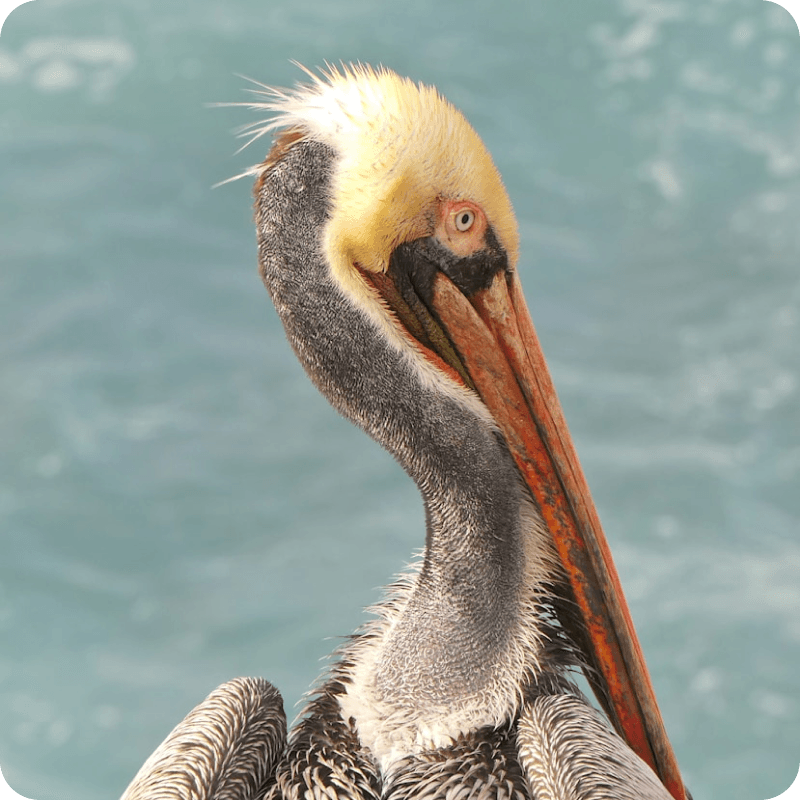 Close-up profile of a Spot-billed Pelican