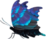 A butterfly with open wings