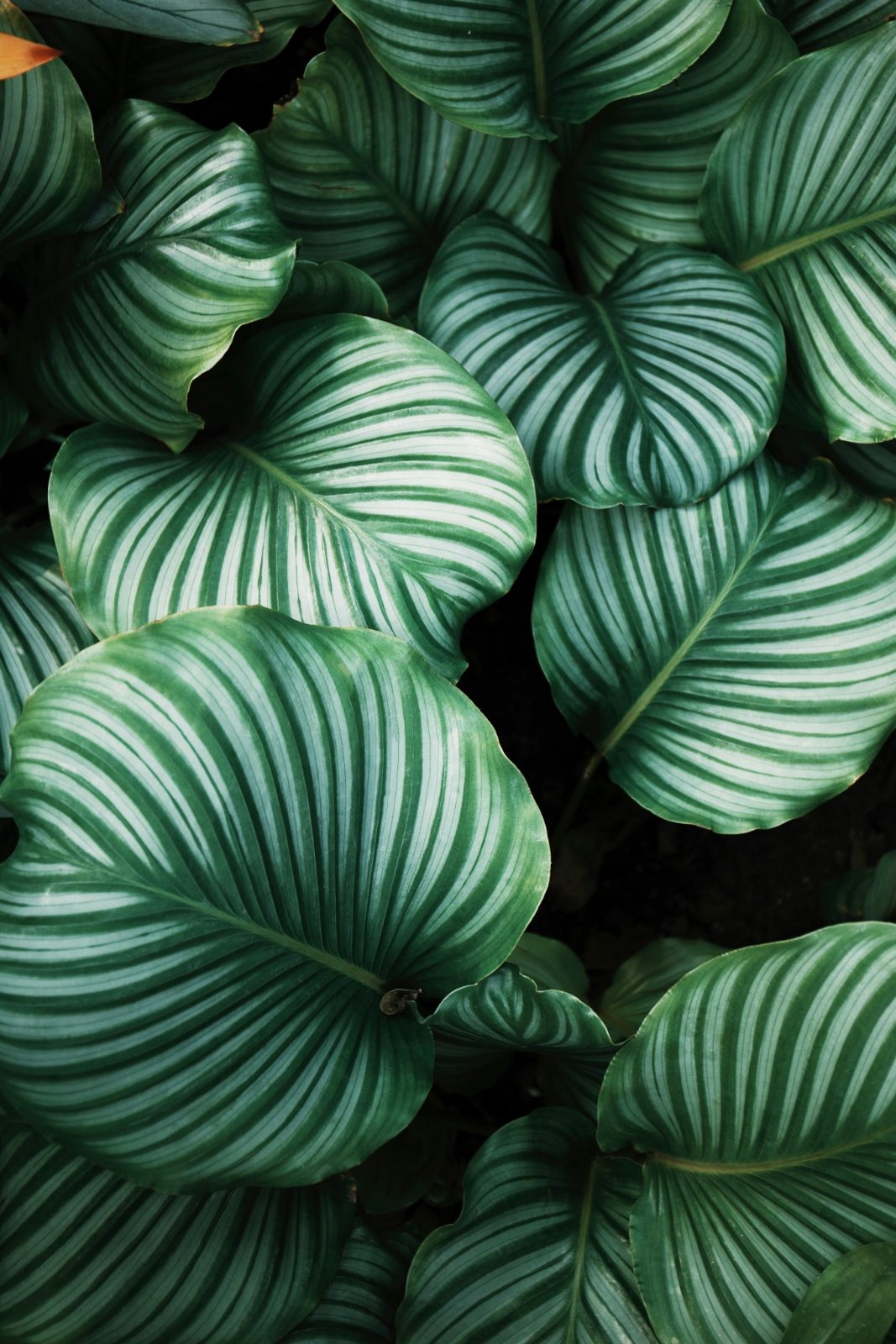 Foliage in a BNHS conservation education centre