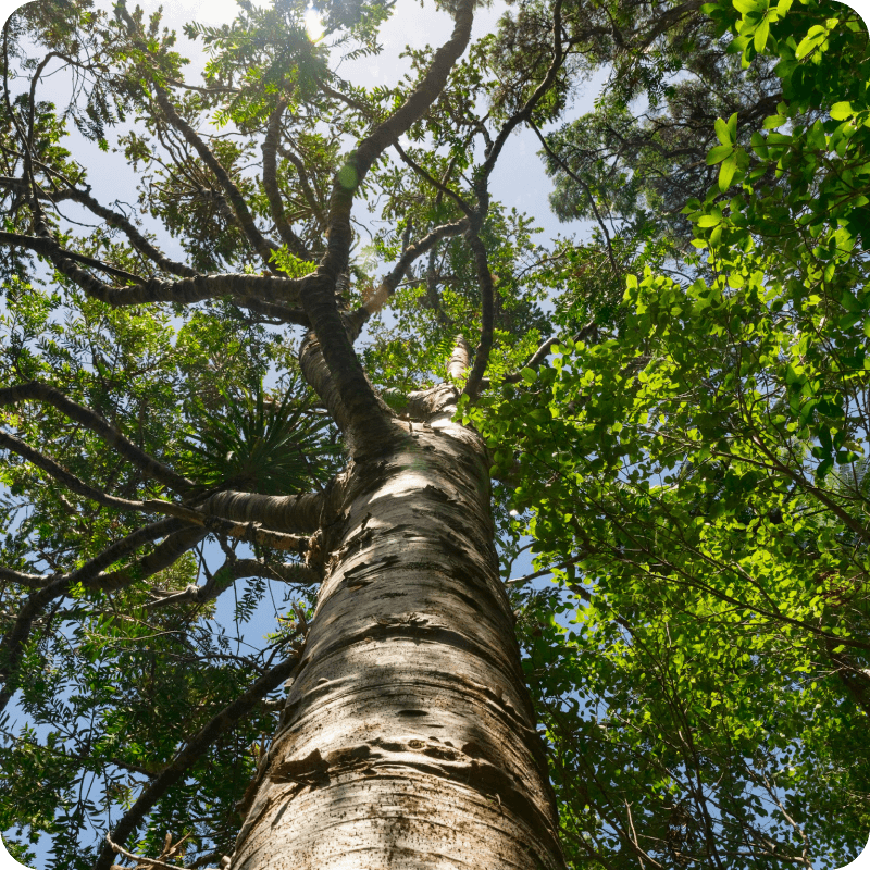 Leaves and flowers of a sacred barna tree
