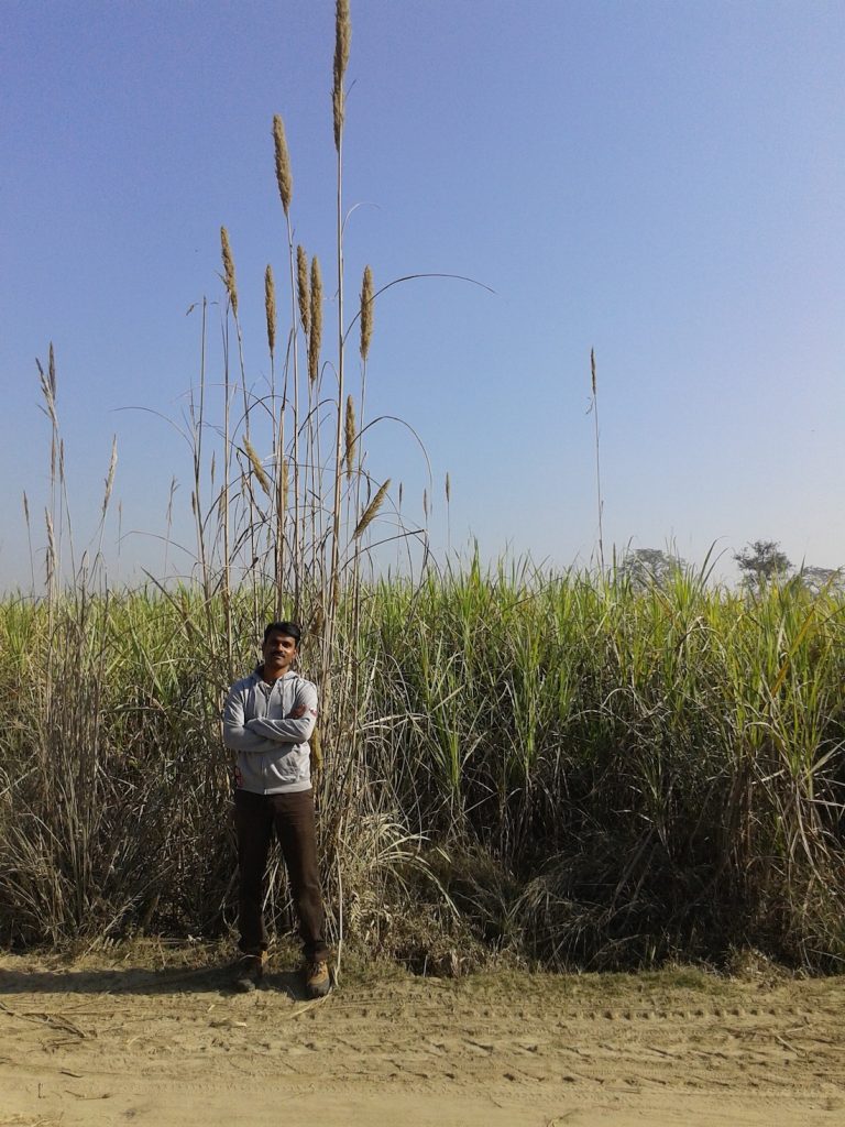 Dr. Sujit Narwade in the grasslands of Assam in search of the Bengal florican.
