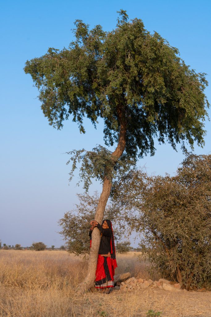 Mangli Devi hugging a khejri tree. The khejri holds a special place in the hearts of the Bishnoi community. Image credit: Akshita Jain.
